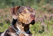 catahoula leopard dog for sale