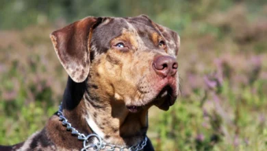 catahoula leopard dog for sale