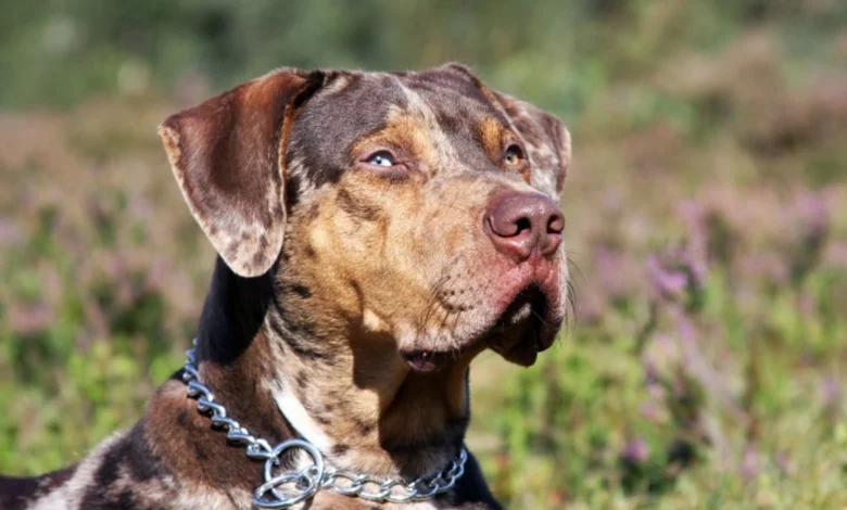 catahoula leopard dog for sale