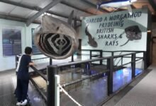 anglesey sea zoo tickets