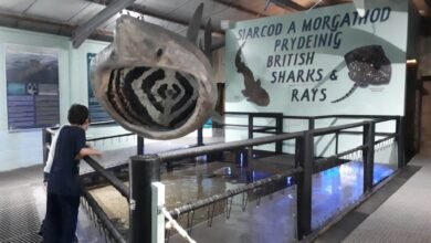 anglesey sea zoo tickets