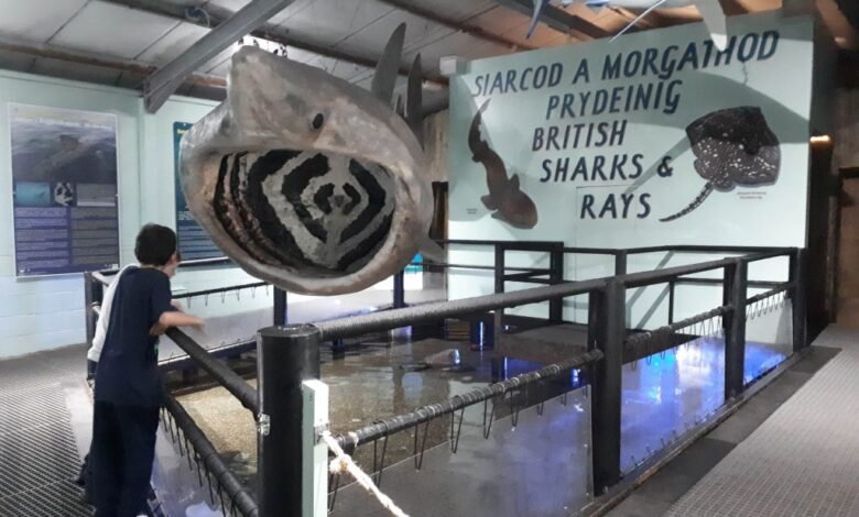 anglesey sea zoo tickets
