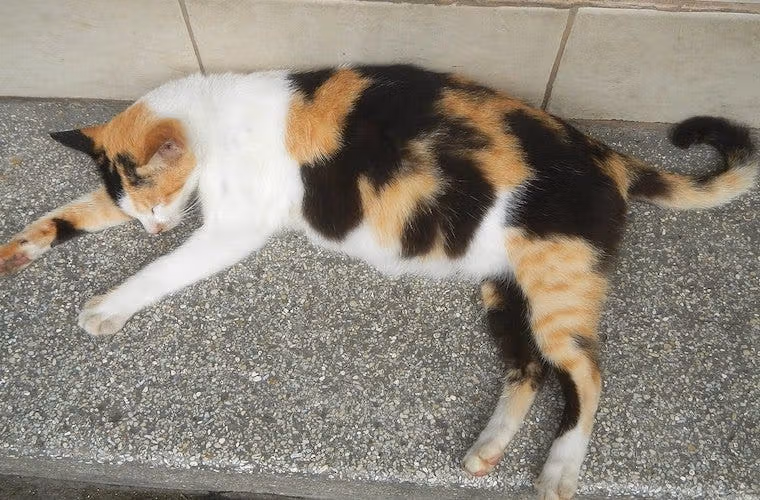How Long Are Cats Pregnant