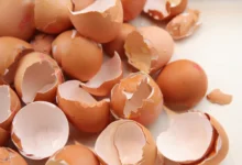 Can Dogs Eat Egg Shells