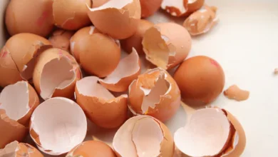 Can Dogs Eat Egg Shells