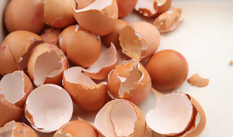 Can Dogs Eat Egg Shells