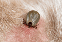 Embedded Fully Ticks on Dogs