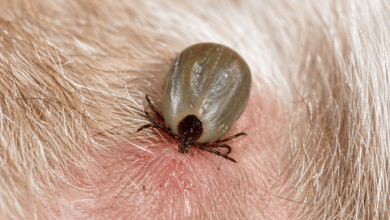 Embedded Fully Ticks on Dogs