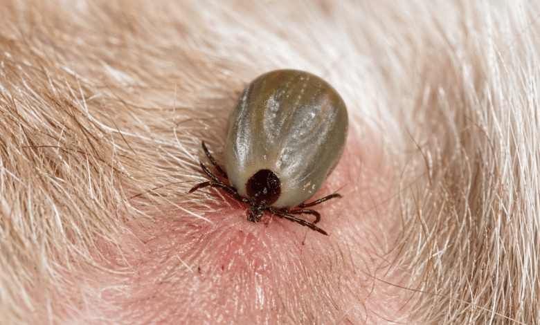 Embedded Fully Ticks on Dogs
