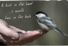 A Bird in the Hand Is Worth Two in the Bush