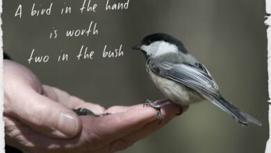 A Bird in the Hand Is Worth Two in the Bush