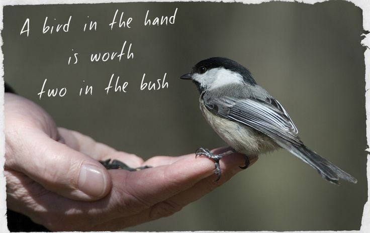 A Bird in the Hand Is Worth Two in the Bush
