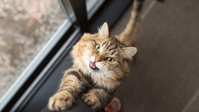 Why Is My Cat Meowing So Much All of a Sudden
