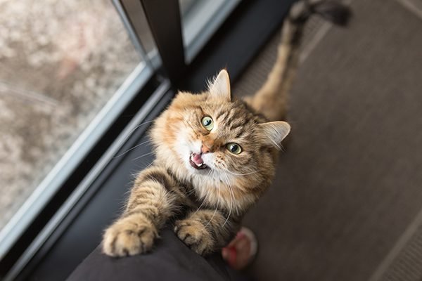 Why Is My Cat Meowing So Much All of a Sudden
