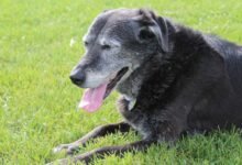 why is my dog panting so much
