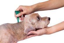 What Kills Ticks on Dogs Instantly