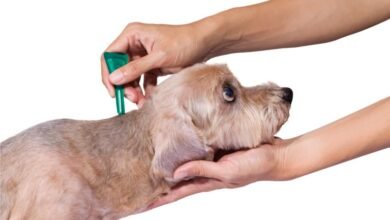What Kills Ticks on Dogs Instantly