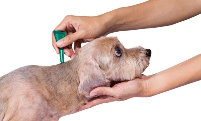 What Kills Ticks on Dogs Instantly