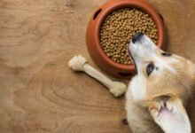 Why Is My Dog Not Eating His Food But Will Eat Treats