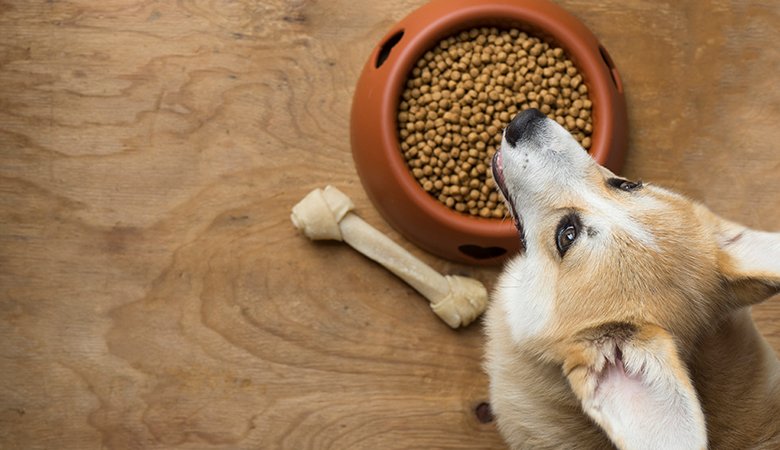Why Is My Dog Not Eating His Food But Will Eat Treats