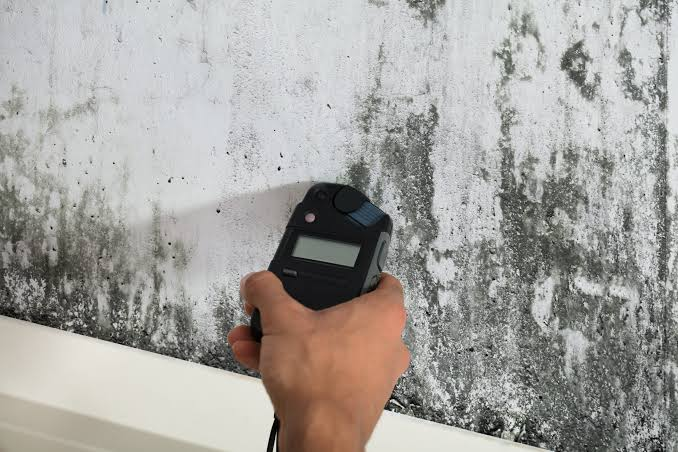 How Does a Professional Mold Inspection Work?