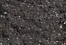 pvp industries coarse horticultural perlite